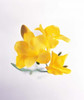 Close up of deep yellow flowers on blue and white Poster Print by Panoramic Images (14 x 16) - Item # PPI118089