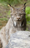 Captive: Close Up Of A Lynx At The Alaska Wildlife Conservation Center, Southcentral Alaska, Summer PosterPrint - Item # VARDPI2152841