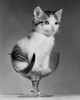 Kitten sitting in a glass Poster Print - Item # VARSAL2551509