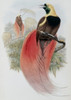 Marquis De Raggi's Bird Of Paradise John Gould Poster Print - Item # VARSAL900140751