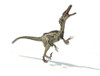 Velociraptor dinosaur on white background with drop shadow Poster Print - Item # VARPSTVET600056P