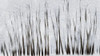 Abstract trees with motion blur; Alberta, Canada PosterPrint - Item # VARDPI12290190