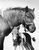 Horse standing with its foal Poster Print - Item # VARSAL25532312