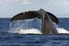 Hawaii, Lanai, Tail of a humpback whale (Megaptera novaeangliae). PosterPrint - Item # VARDPI2116847