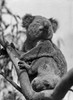 Low angle view of a koala sitting on a branch Poster Print - Item # VARSAL9901272