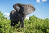 African Elephant (Loxodonta), Chobe National Park; Kasane, Botswana PosterPrint - Item # VARDPI12281728