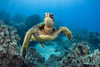USA, Green Sea Turtle (Chelonia Mydas); Hawaii PosterPrint - Item # VARDPI1978180