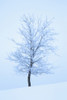 Frost And Snow Cover An Oak Tree; Calgary, Alberta, Canada PosterPrint - Item # VARDPI1935893