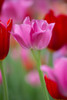 Red and pink Tulips in a garden, Cantigny Park, Wheaton, Illinois, USA Poster Print - Item # VARPPI169180