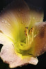 Flower With Dew PosterPrint - Item # VARDPI1800686