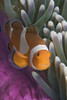 Malaysia, Mabul Island, Western Clown Anemone Fish (Amphiprion Ocellaris) PosterPrint - Item # VARDPI1988432