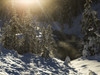 Snow covered trees, Yoho National Park; British Columbia, Canada PosterPrint - Item # VARDPI12285004
