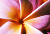 Extreme Close-Up Of A Plumeria Blossom, Pink And Yellow PosterPrint - Item # VARDPI1993181