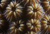 Hard coral polyps at 3x life size, Bonaire, Caribbean Netherlands Poster Print - Item # VARPSTTMO400027U