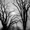Bare trees in winter Poster Print - Item # VARSAL255422511