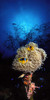 http://c328301.r1.cf1.rackcdn.com/PPI120298L.jpg