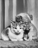 Front view of a puppy with a kitten Poster Print - Item # VARSAL25517787