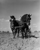 USA  Pennsylvania  Lancaster County  horses on field Poster Print - Item # VARSAL255423534