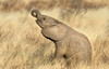 African elephant calf at play, Samburu National Reserve, Kenya Poster Print - Item # VARPPI89935