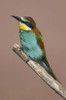 Close-up of an European bee-eater perching on a branch  Lake Manyara  Arusha Region  Tanzania (Merops apiaster) Poster Print by Panoramic Images (16 x 24) - Item # PPI95821