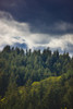 Spruce Tree Forest, Chiniak Bay, Kodiak Island, Southwest Alaska, Fall PosterPrint - Item # VARDPI2163876