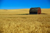 Red barn in wheat field  Palouse region  Washington  USA. Poster Print by Panoramic Images (19 x 12) - Item # PPI102269