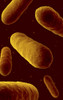 Microscopic view of bacteria Poster Print - Item # VARPSTSTK700862H