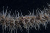 Whip coral goby, Fiji Poster Print