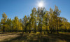 Aspen trees in autumn, Banff National Park, Alberta, Canada Poster Print - Item # VARPPI166886