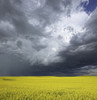 Storm clouds gather over a sunlit canola field in southern Alberta; Alberta, Canada PosterPrint - Item # VARDPI2324112