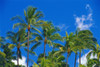 Hawaii, Oahu, Many Tops Of Tall Palm Trees Against Blue Sky With Wispy Clouds, Tropical PosterPrint - Item # VARDPI2003994