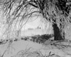 Winter scenic Poster Print - Item # VARSAL255422026