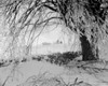 Winter scenic Poster Print