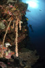 Soft coral reef, Indonesia Poster Print - Item # VARPSTTSW400005U