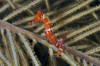 Red seahorse on Caribbean reef Poster Print