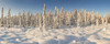 Panoramic View Of Snow-Covered Spruce Trees In Late Afternoon Sun Near Chugiak, Southcentral Alaska, Winter PosterPrint - Item # VARDPI2093138
