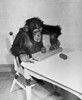 High angle view of a chimpanzee sitting on a chair and playing with blocks Poster Print - Item # VARSAL990954