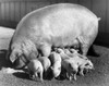 Side profile of a pig and her piglets Poster Print - Item # VARSAL2554084