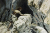 David Goes to the Cave of Abdullam  James Tissot  Jewish Museum  New York Poster Print - Item # VARSAL999242