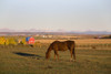 A Brown Horse Grazing In A Field In Autumn With A Red Barn And Mountains In The Background At Sunrise; Alberta, Canada PosterPrint - Item # VARDPI1884140