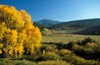 Autumn Colorado USA Poster Print - Item # VARPPI66306