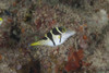 Mimic filefish, Beqa Lagoon, Fiji Poster Print - Item # VARPSTTMO400396U