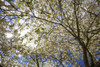 A Tree With Blossoms In Happy Valley Park; Oregon, Usa PosterPrint - Item # VARDPI1876897