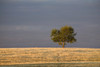 A single tree in a golden field at sunrise;Alberta canada PosterPrint - Item # VARDPI2273135