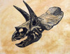 Triceratops dinosaur skull on textured background Poster Print - Item # VARPSTHPT600009P