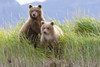Bear Cubs Standing On A Riverbank At Hallo Bay, Katmai National Park, Alaska PosterPrint - Item # VARDPI2099701