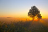 Tree and wildflowers in field at sunrise, Prairie Ridge State Natural Area, Marion County, Illinois, USA Poster Print - Item # VARPPI169228