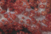 Red tree coral on a Fijian reef Poster Print - Item # VARPSTTMO400441U