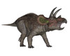 Triceratops dinosaur, white background Poster Print - Item # VARPSTEDV600213P