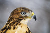 Red-tailed Hawk (Buteo jamaicensis), Ecomuseum; Ste-Anne-de-Bellevue, Quebec, Canada PosterPrint - Item # VARDPI12304730